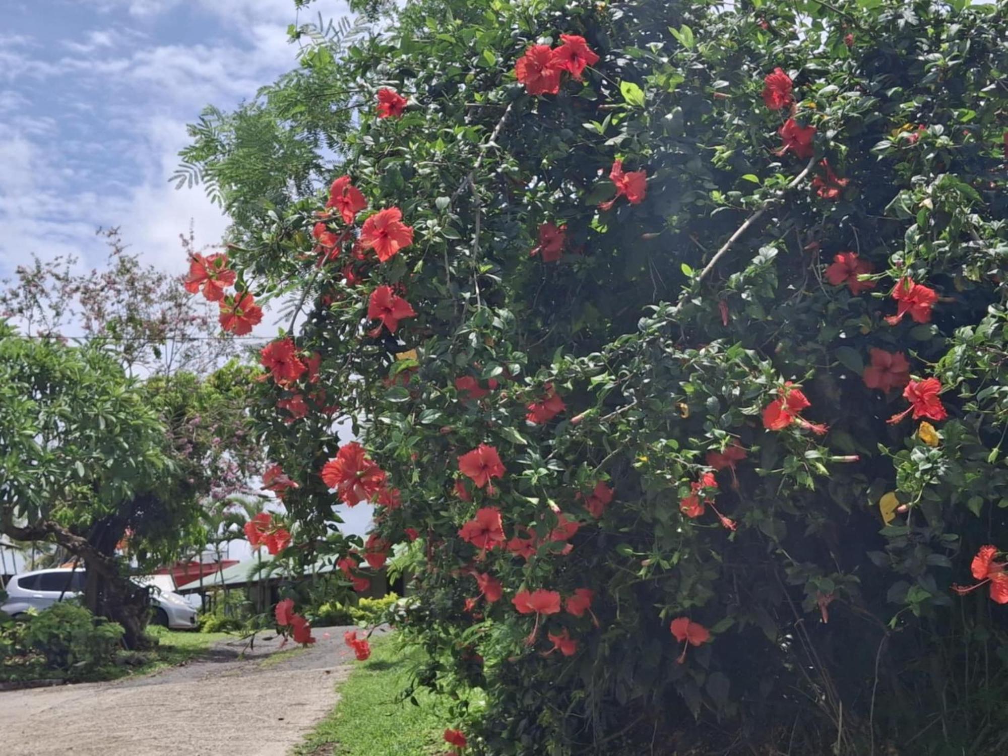 Tavua Hotel Ismail Investments Buitenkant foto